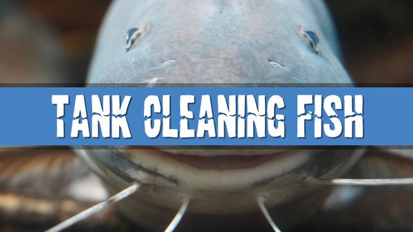 Article photo for What Tropical Fish Clean My Tank Glass