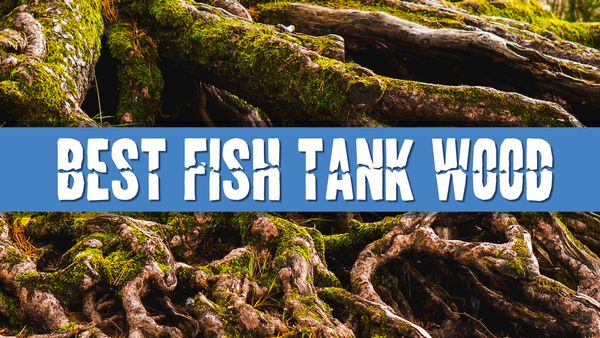 Article Photo for What Wood is Best for Aquariums