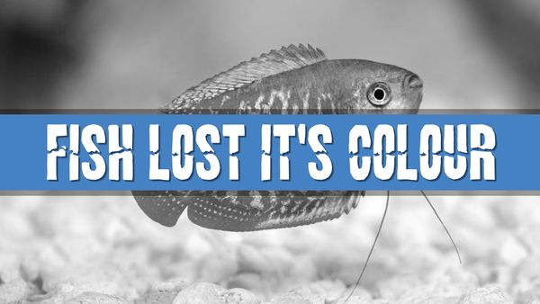 Article photo for Why Has My Aquarium Fish Lost Its Colour