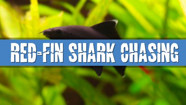 Article photo for Why does my Red-tailed black shark chase other fish