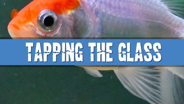 Article photo for Will Tapping on My Aquarium Glass Affect My Fish